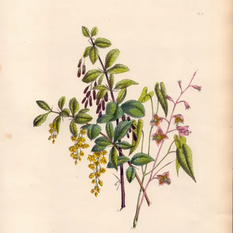 Rare 165-Yr-Old Antique Wildflower Gilt-Edged Illustration Jane Webb Loudon -4-A