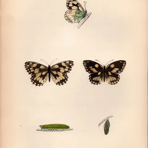 Marbled White Hand Coloured Antique Butterfly Plate Rev Morris-41.
