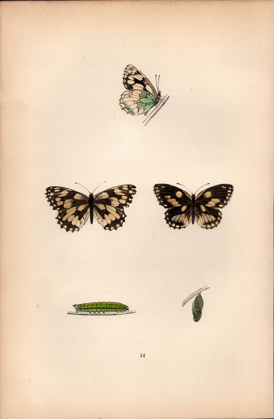 Marbled White Hand Coloured Antique Butterfly Plate Rev Morris-41.