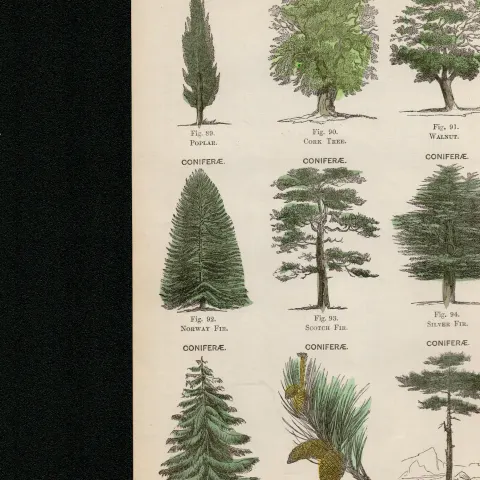 Rare James Reynolds Antique Vegetable, Tree & Plant Kingdom 12.