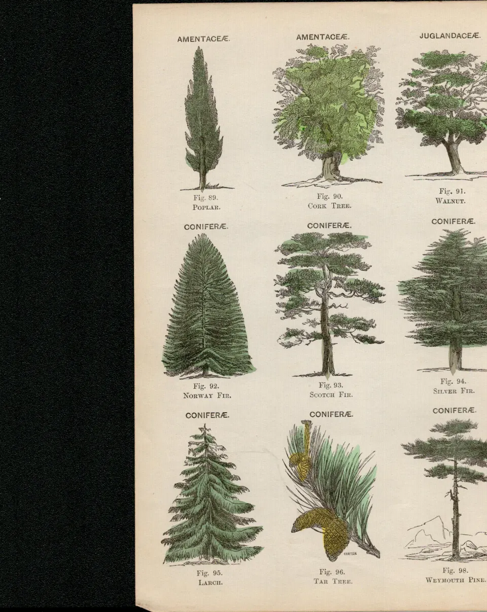 Rare James Reynolds Antique Vegetable, Tree & Plant Kingdom 12.