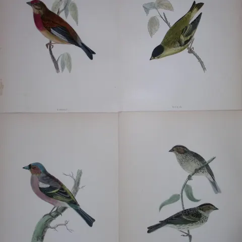 Job-Lot Rev Morris History of British Birds 130 Yrs-Old Antique Engravings-T18