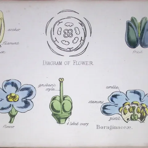 Forget-Me-Nots Botanical Flower Diagram Rare Antique First Edition Illustration-62