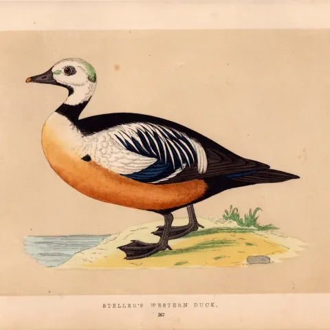 Steller’s Western Duck Rev Morris Antique History of British Birds Engraving.