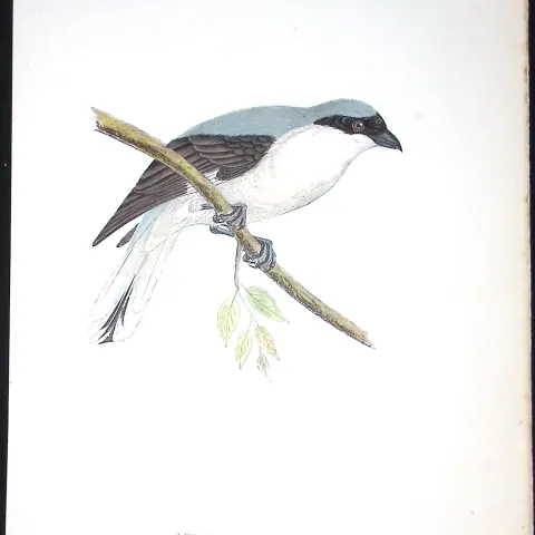 Lesser Grey Shrike Rev Morris Antique History of British Birds 130 Years-Old Engraving-62