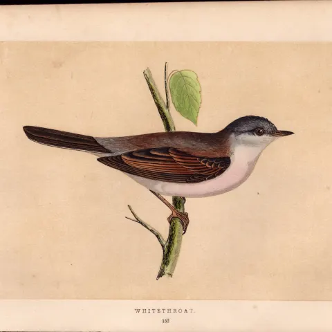 Whitethroat Rev Morris Antique History of British Birds Engraving.