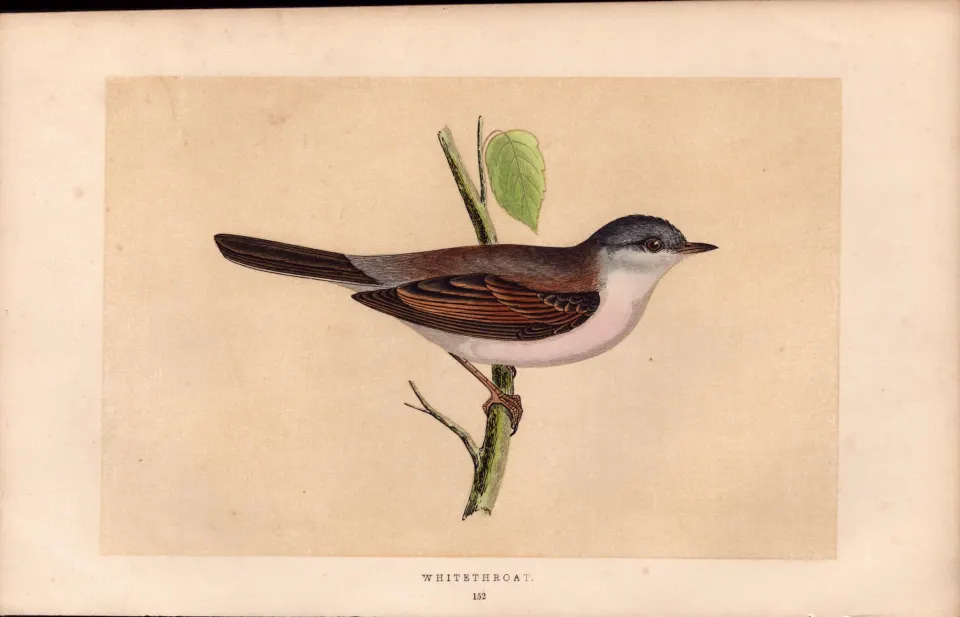 Whitethroat Rev Morris Antique History of British Birds Engraving.