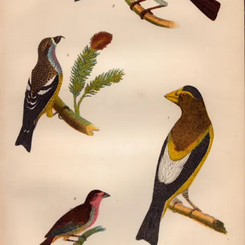 Alexander Wilson Rare American Birds Pallas Dipper, Bohemian Waxwing, Bullfinch-16.