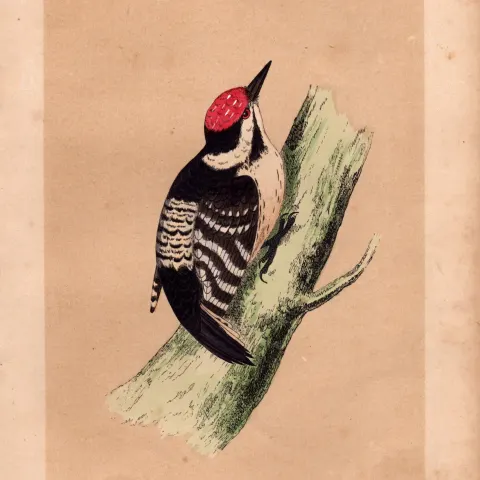 Lesser Spotted Woodpecker Rev Morris Antique History of British Birds Engraving.
