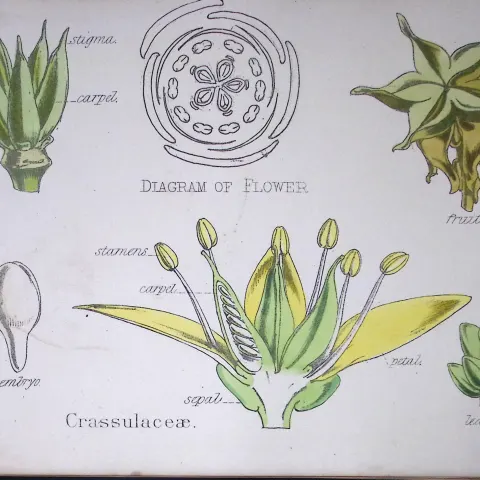 Stonecrop Botanical Flower Diagram Rare Antique First Edition Illustration-32