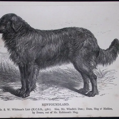 Newfoundland British Dogs by Hugh Dalziel 1889 Antique Book Plate-46