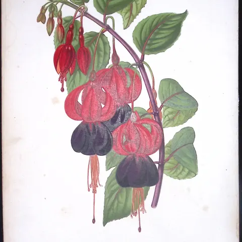 Fuchsia Flower Antique Shirley Hibbard Greenhouse Coloured Print-29