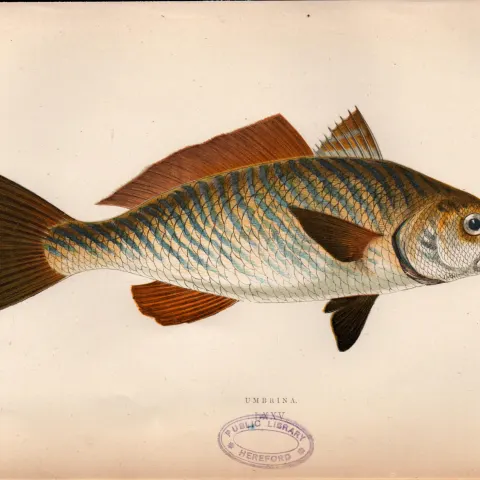 Umbrina 1869 Antique Johnathan Couch Coloured Fish Engraving.