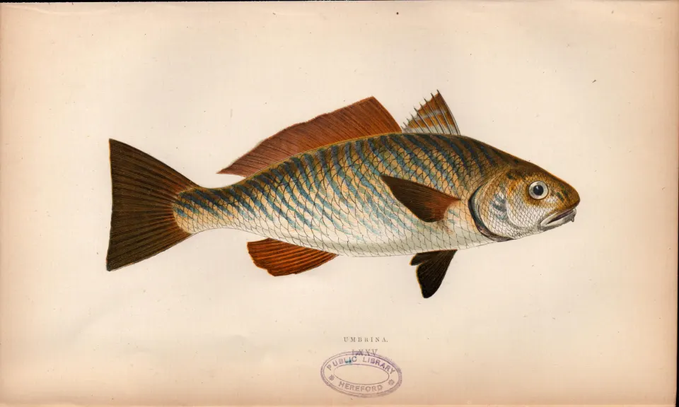 Umbrina 1869 Antique Johnathan Couch Coloured Fish Engraving.