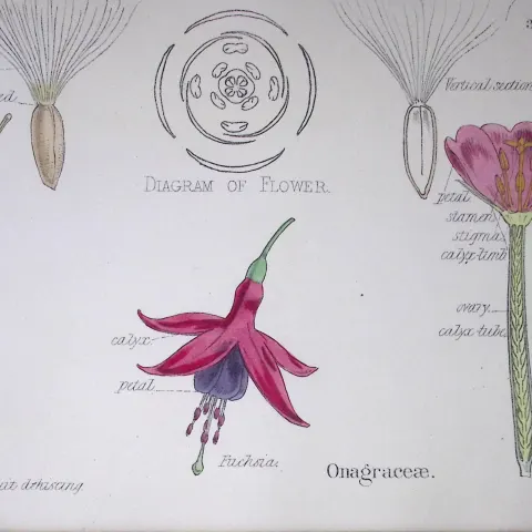 Evening Primroses Botanical Flower Diagram Rare Antique First Edition Illustration-36