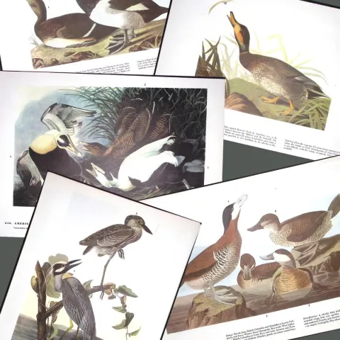 Job-Lot John James Audubon Birds of America 72-Year-Old Coloured Book Plates-1
