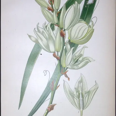 Silk Grass Yucca Edward Step Rare Antique Botanical Book Plate-272