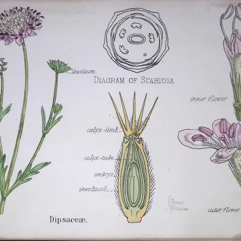 Dipsacaceae Botanical Flower Diagram Rare Antique First Edition Illustration-49