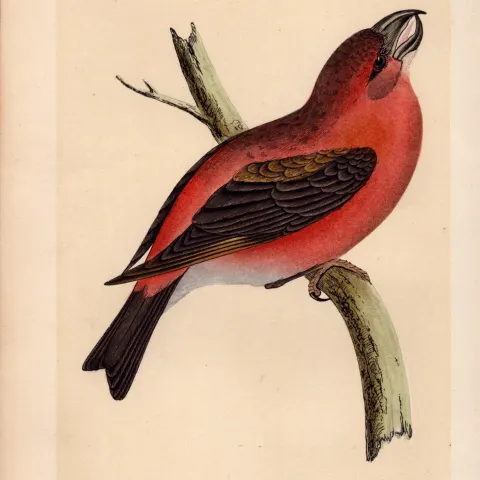 Parrott Crossbill Rev Morris Antique History of British Birds Engraving.