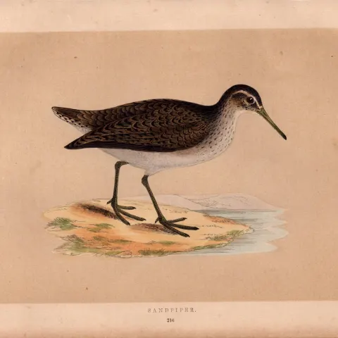 Common Sandpiper Rev Morris Antique History of British Birds Engraving.