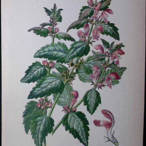 Spotted Dead Nettle Edward Step Rare Antique Botanical Book Plate-224