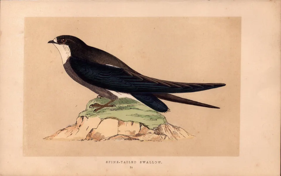 Spine Tailed Swallow  Rev Morris Antique History of British Birds Engraving