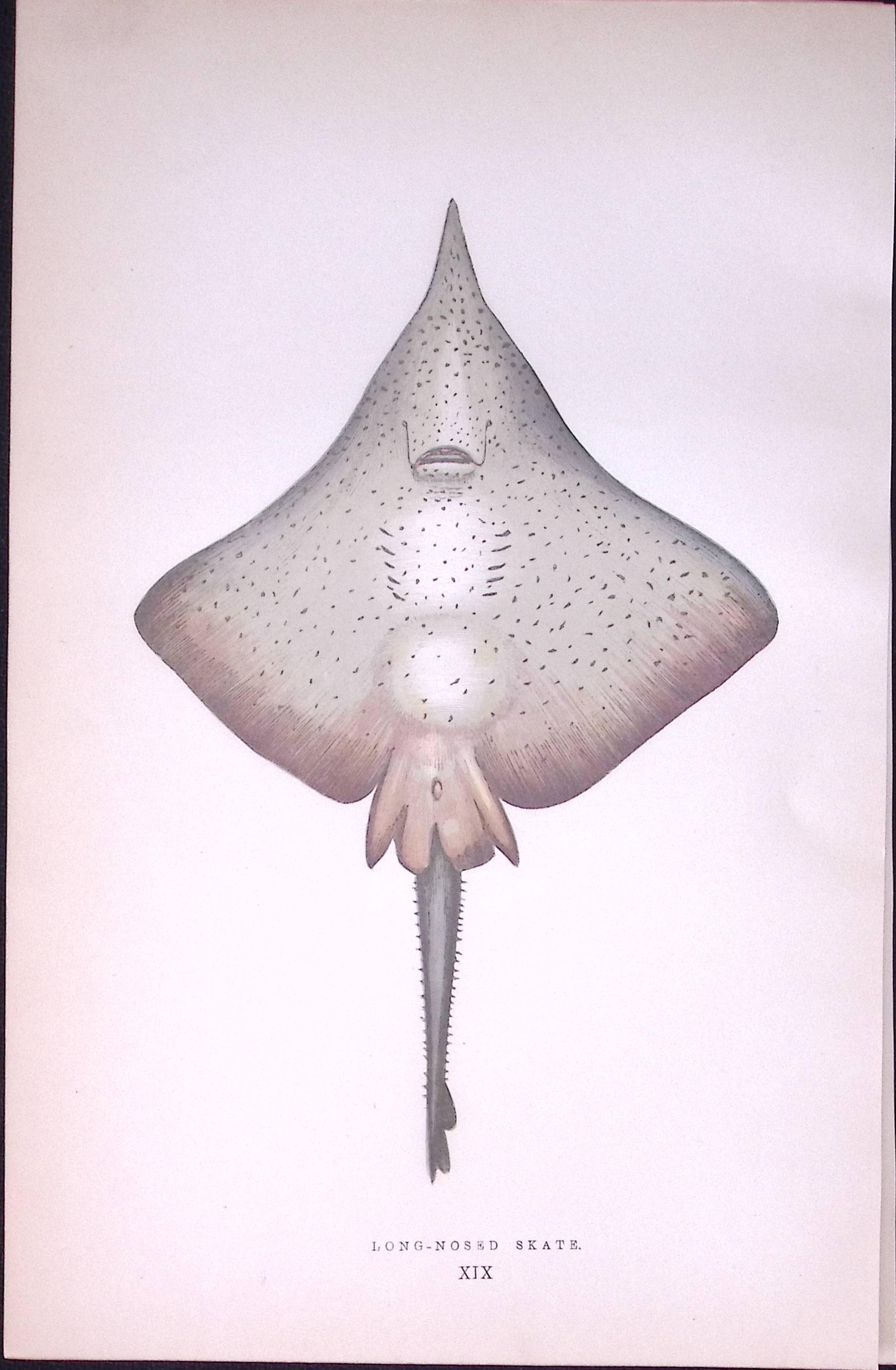 Long-Nosed Skate Fish Scarce Antique 1877 J. Couch Woodblock Engraving-98