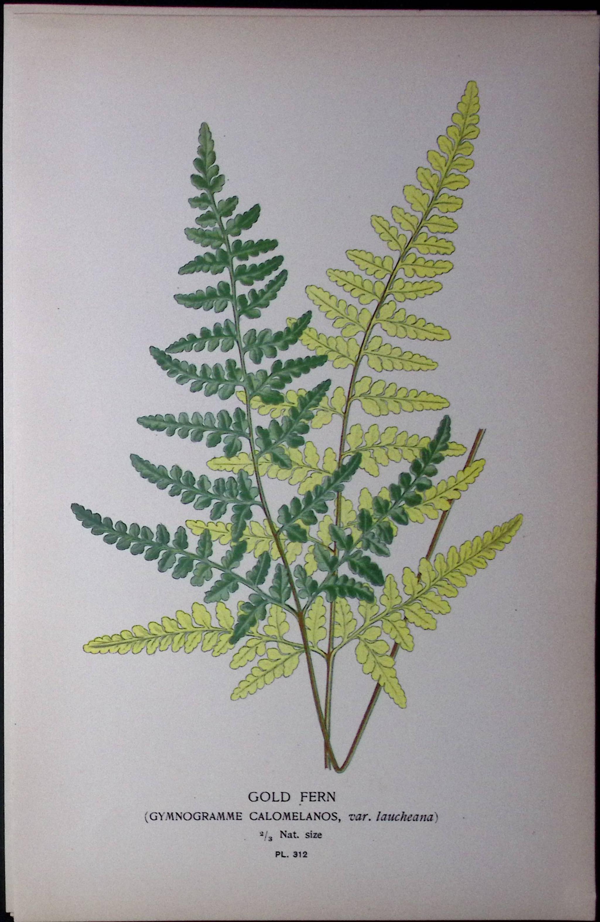 Gold Fern Edward Step Rare Antique Botanical Book Plate-312
