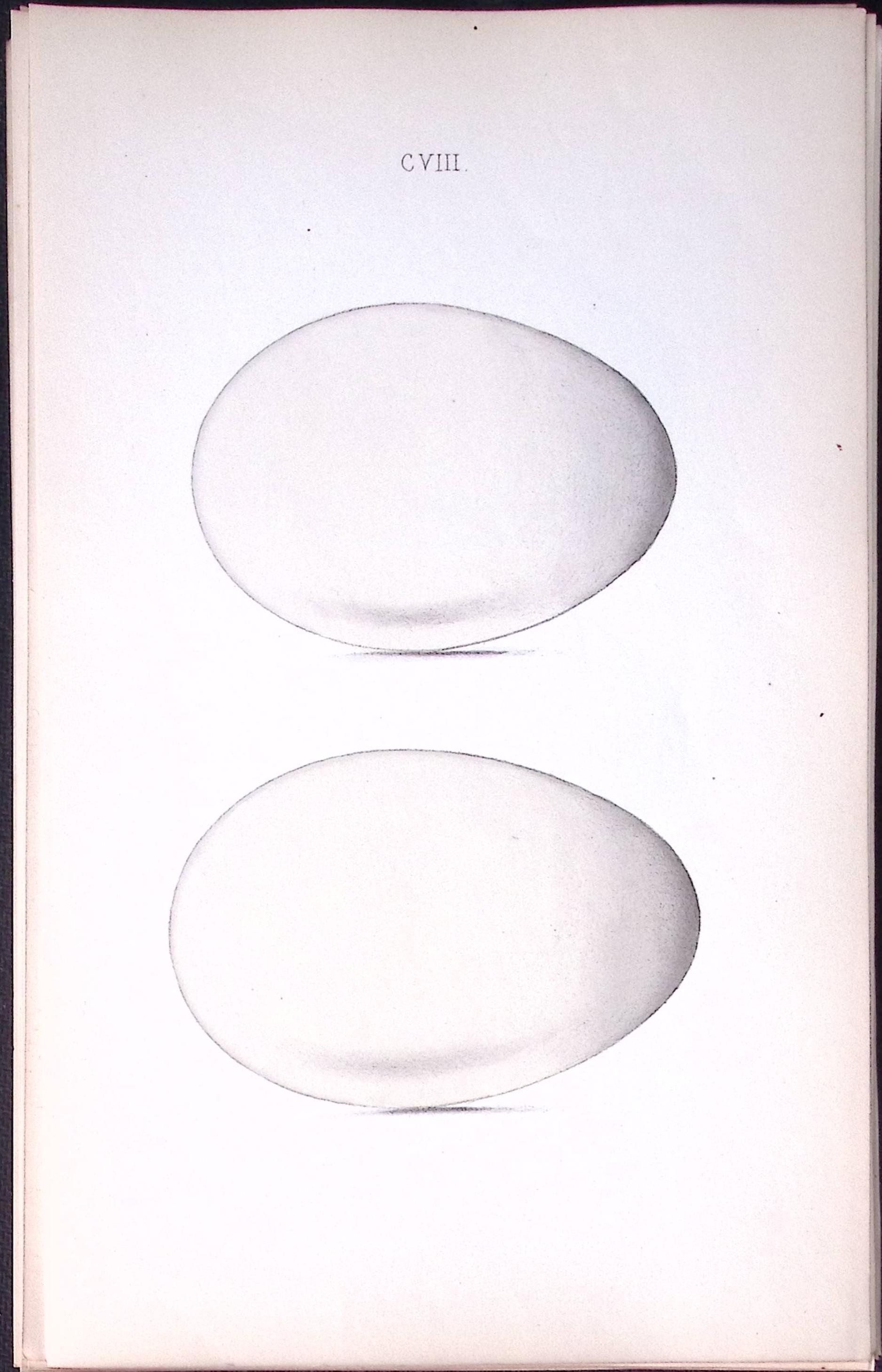 Bean Goose -William Hewitson Antique Nests & Eggs of British Birds Print-41
