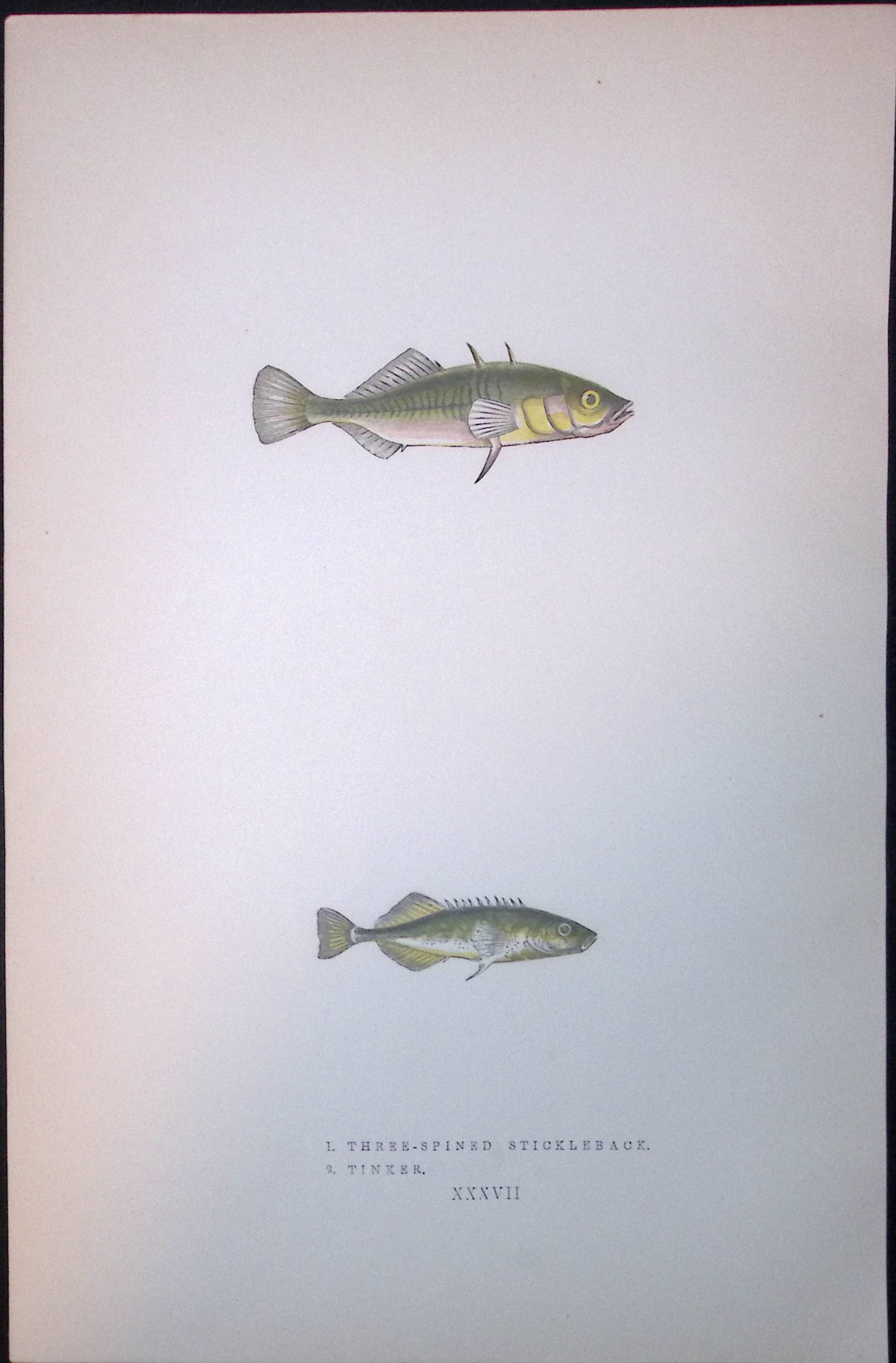 3 Spined Stickleback Fish Scarce Antique 1877 J. Couch Woodblock Engraving-186