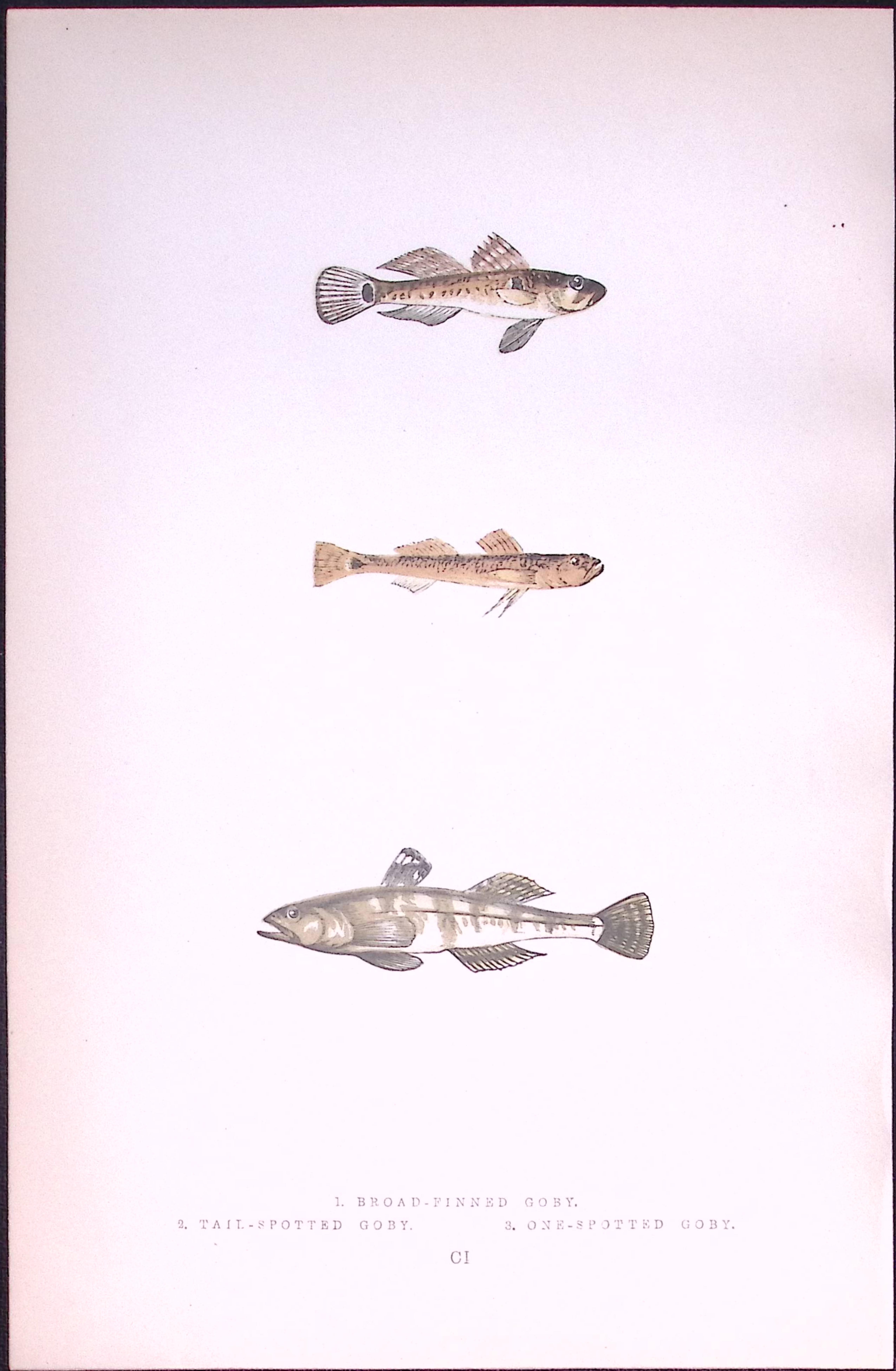 Broad Finned, Tail Spotted Goby Fish Antique 1877 J. Couch Woodblock Engraving-234