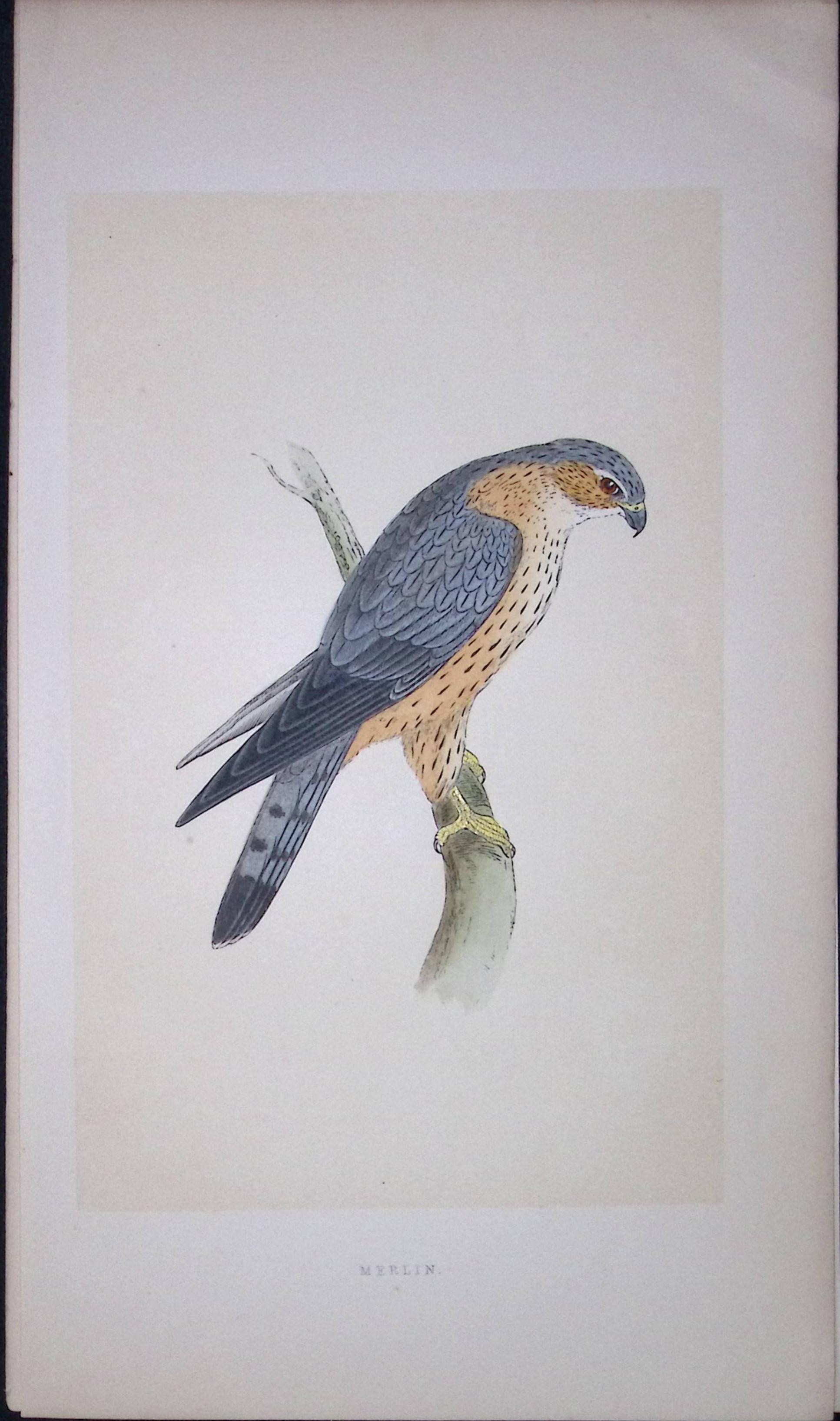 Merlin Bird- Rev Morris First Edition Antique Woodblock Engraving-16