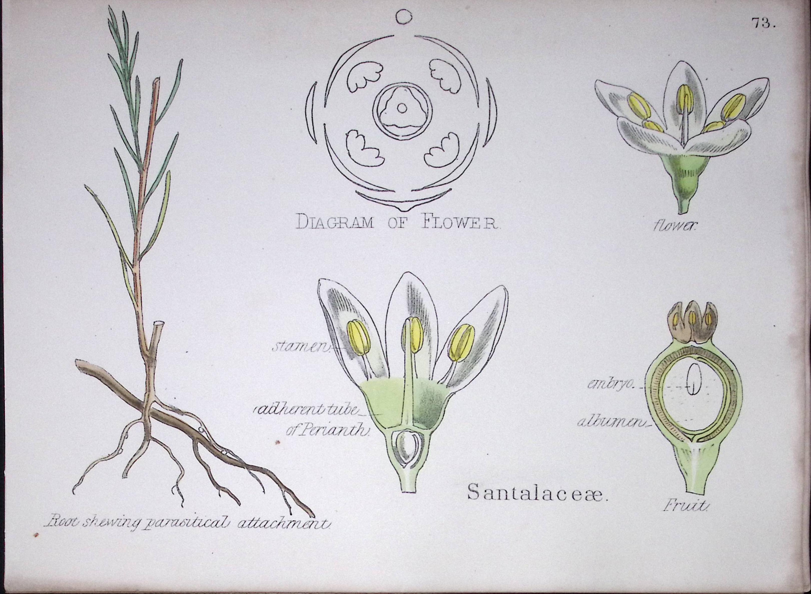 Santalaceae Botanical Flower Diagram Rare Antique First Edition Illustration-73
