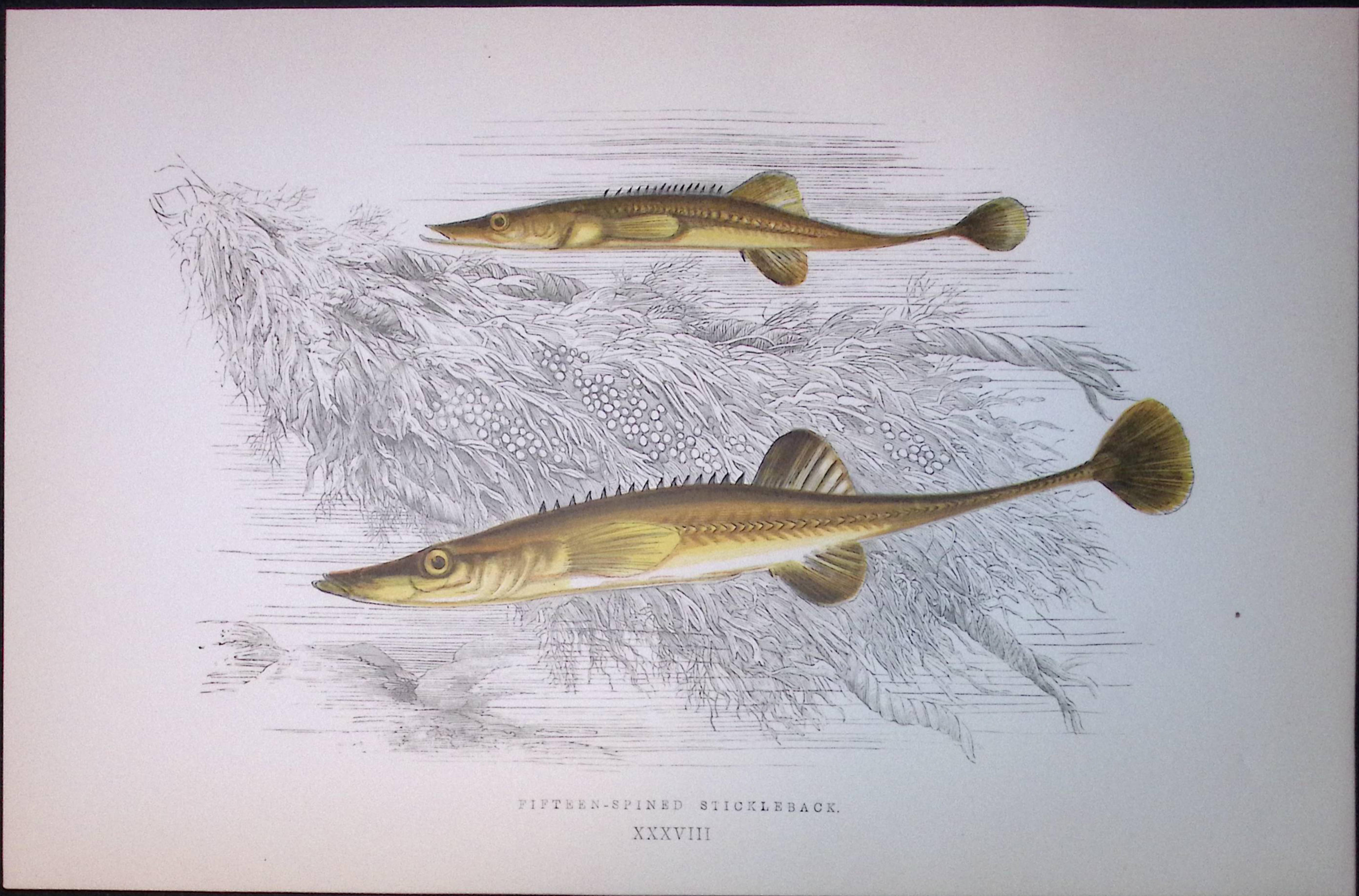 15 Spined Stickleback Fish Scarce Antique 1877 J. Couch Woodblock Engraving-187