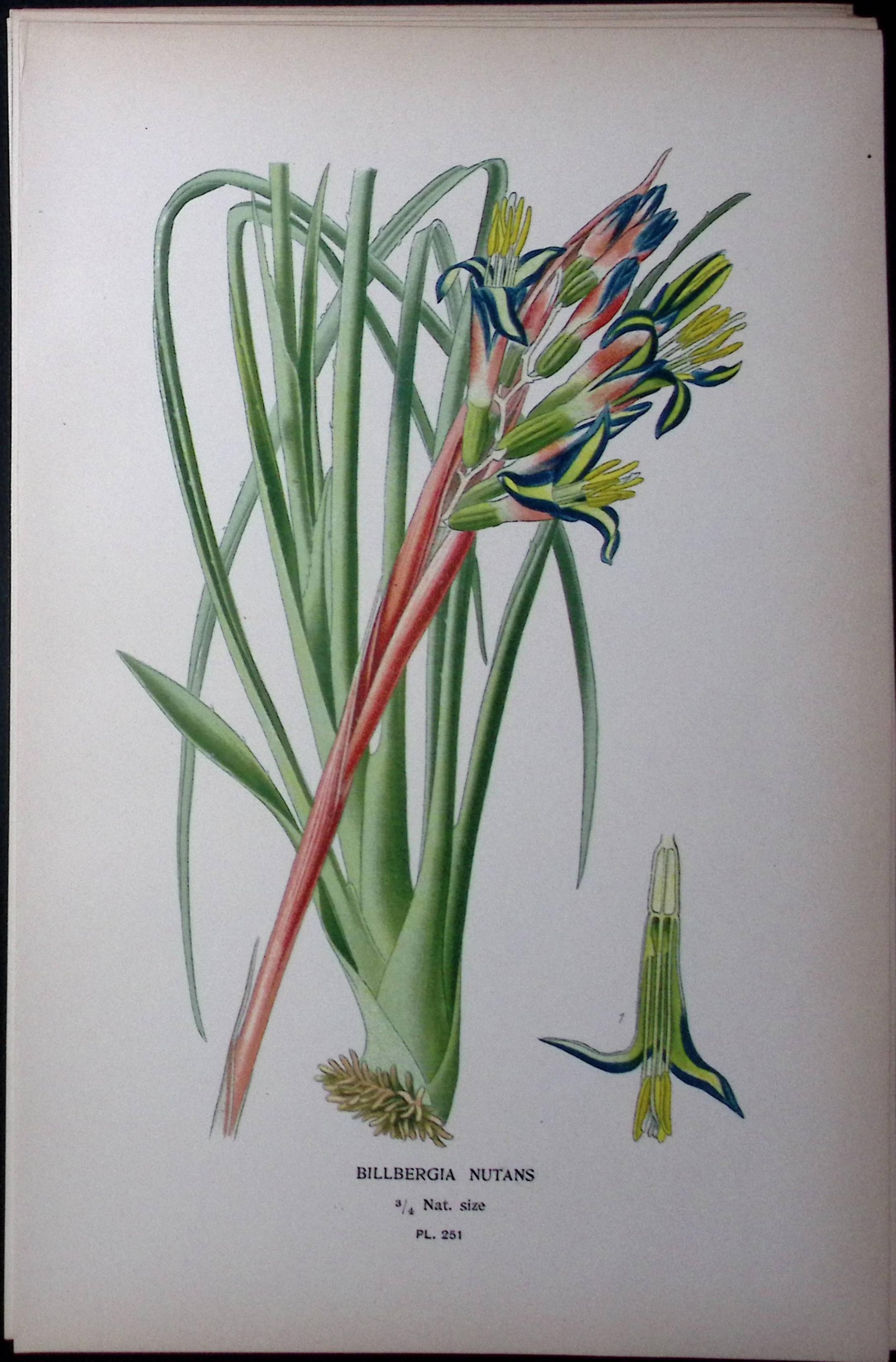 The Queen’s Tear’s Edward Step Rare Antique Botanical Book Plate-251