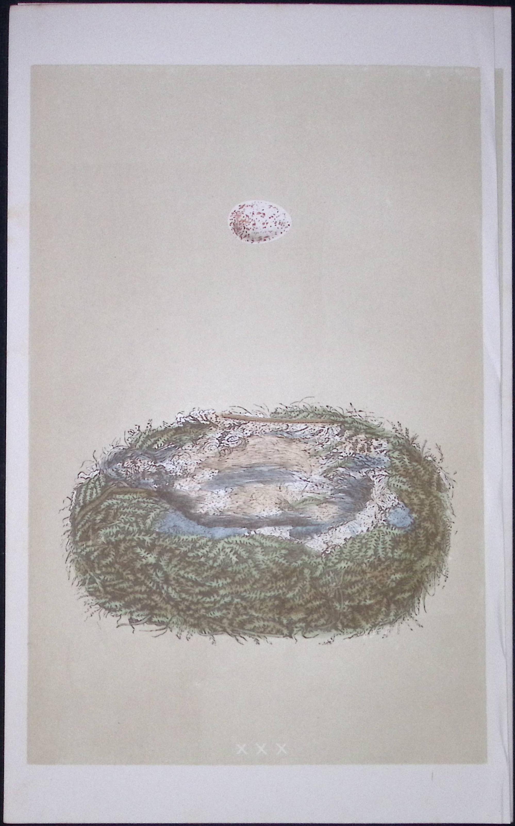 Rev Morris Great Tit Bird Nest & Egg Antique Woodblock Engraving-8e