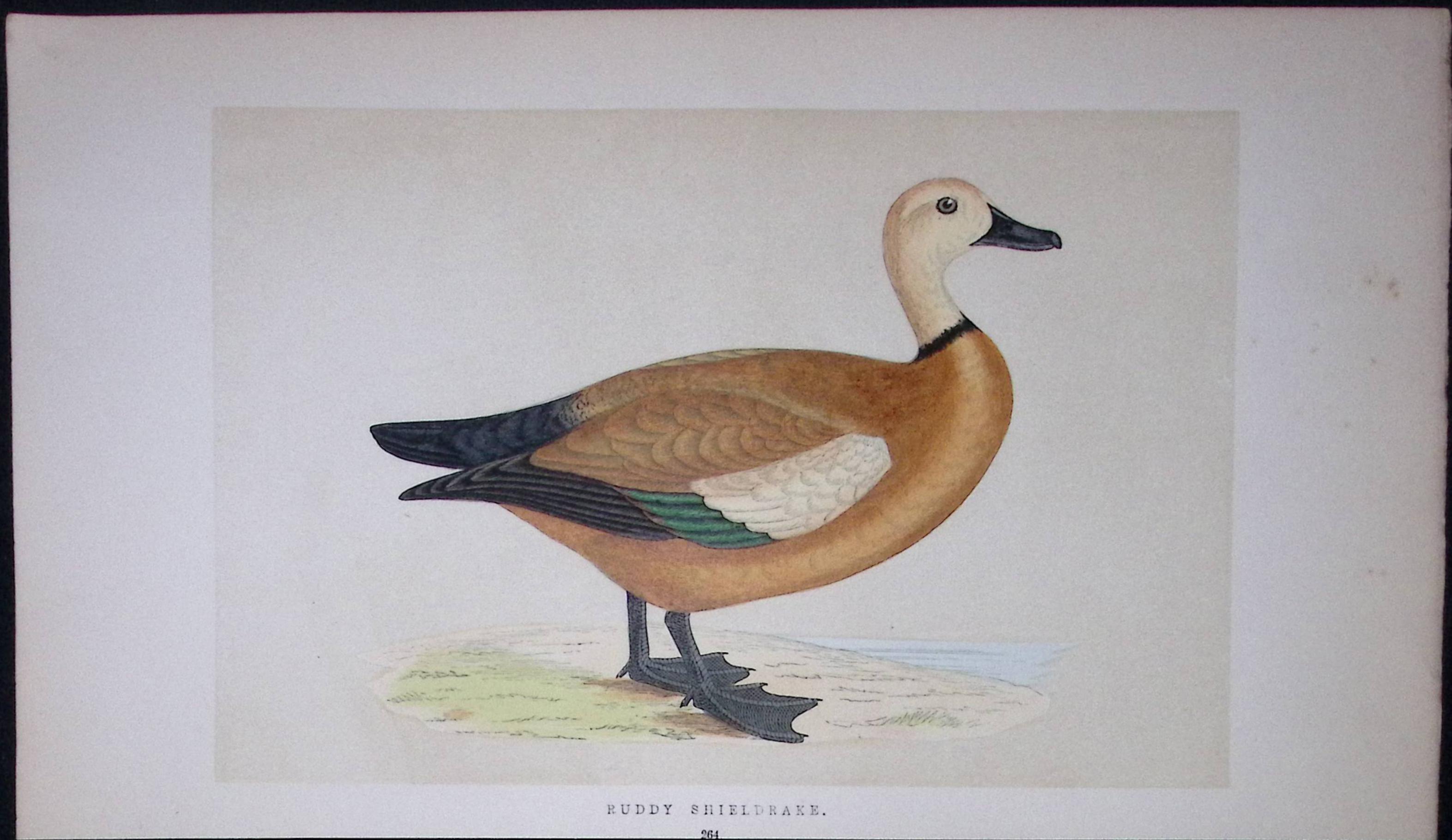 Ruddy Shieldrake Bird- Rev Morris First Edition Antique Woodblock Engraving-83