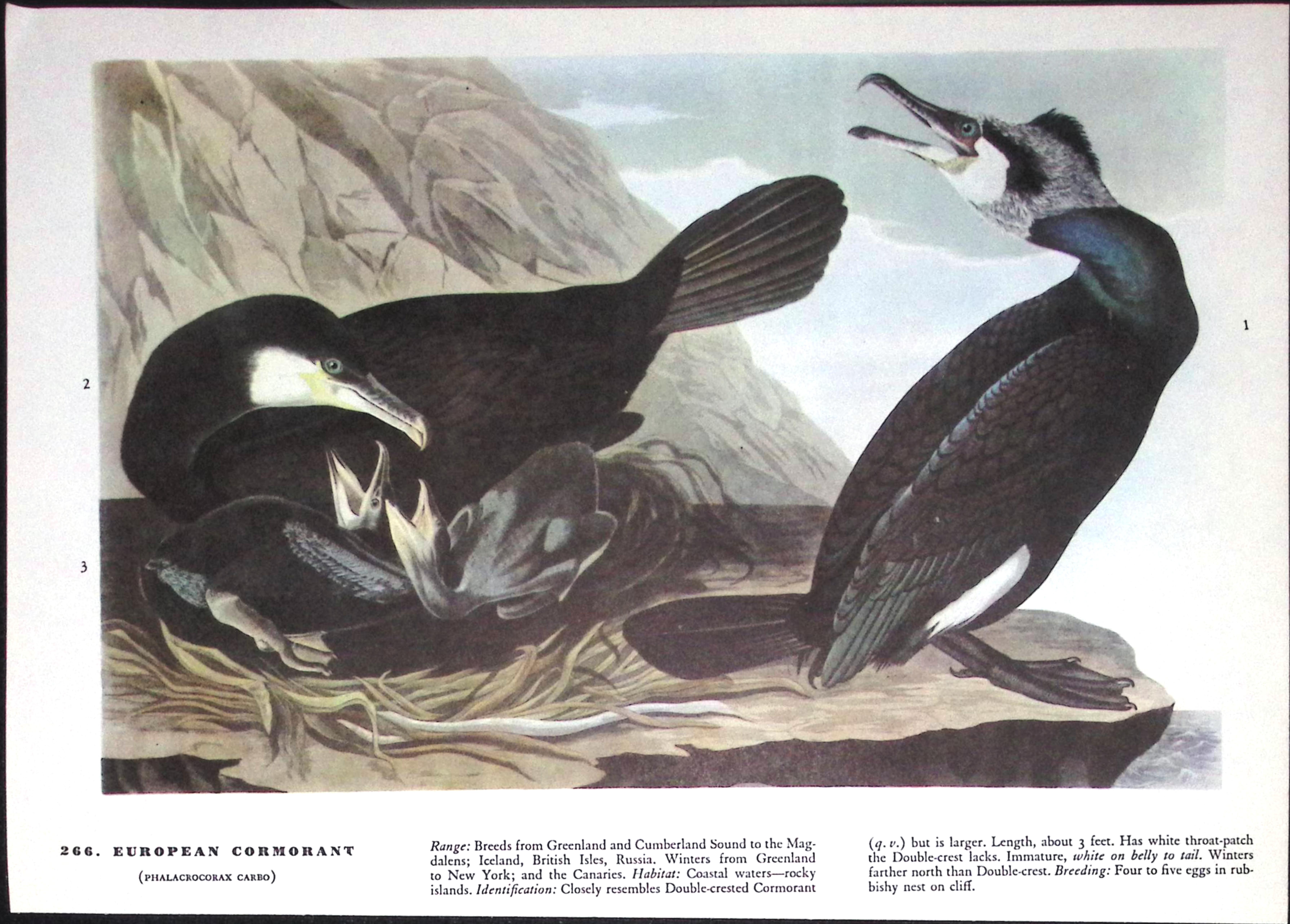 Job-Lot John James Audubon Birds of America 72-Year-Old Coloured Book Plates-32
