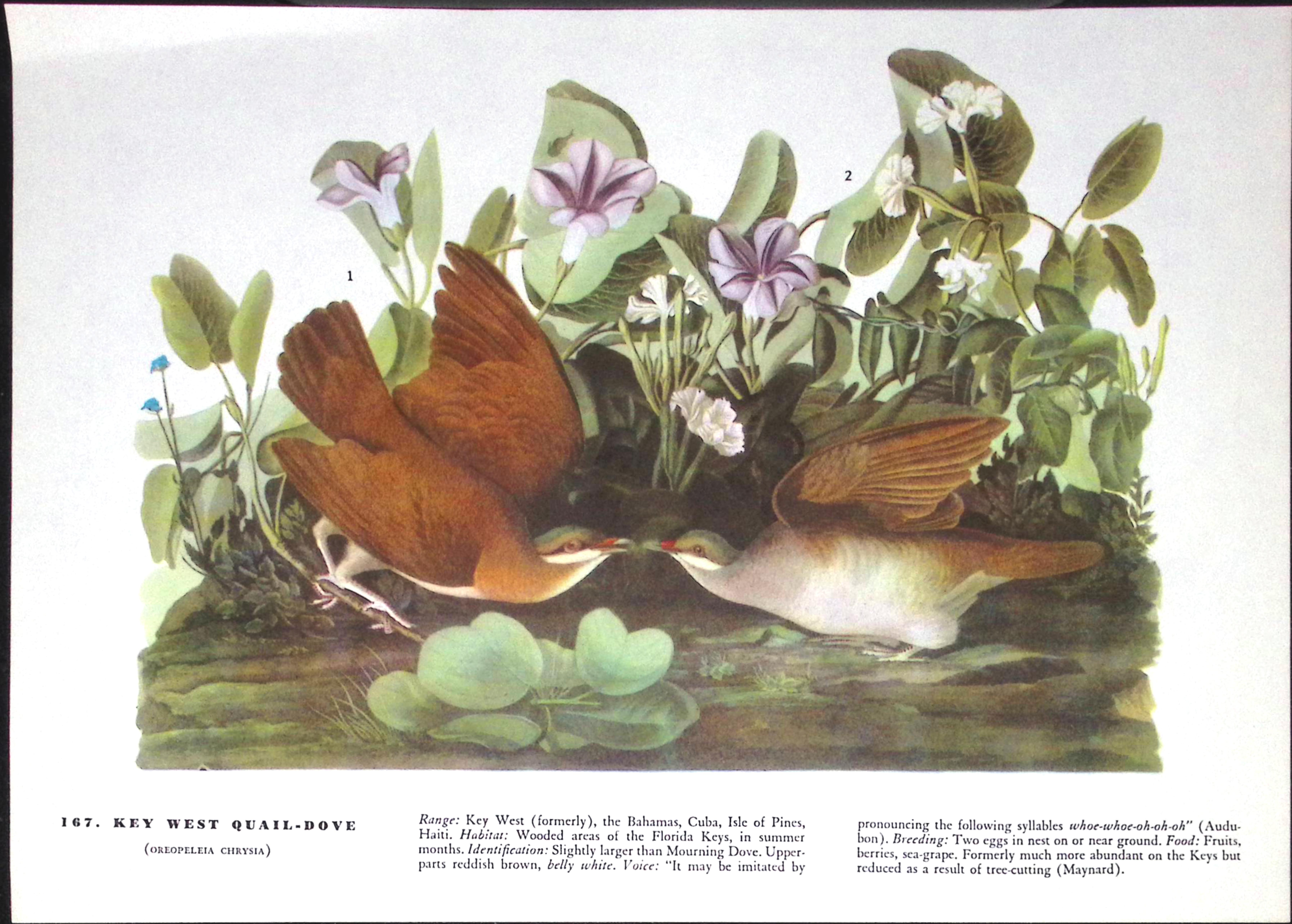 Job-Lot John James Audubon Birds of America 72-Year-Old Coloured Book Plates-32