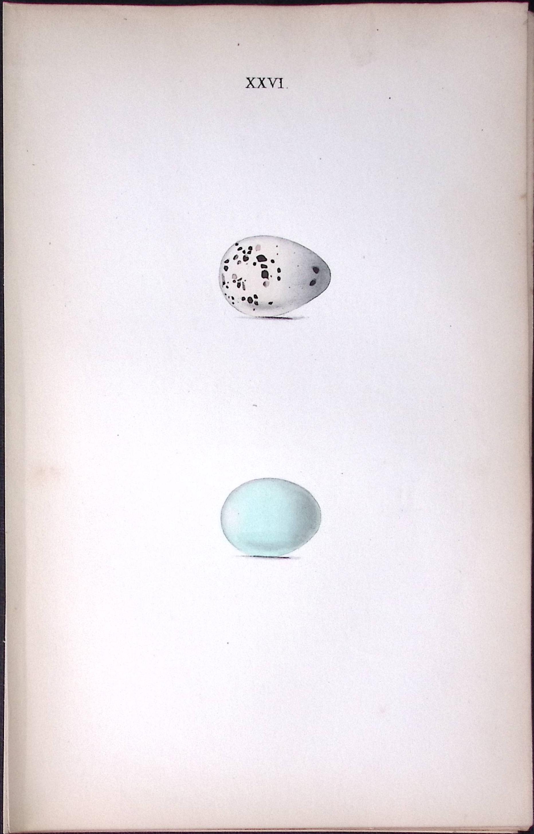 Rock-Thrush - William Hewitson Antique Nests & Eggs of British Birds Print-29