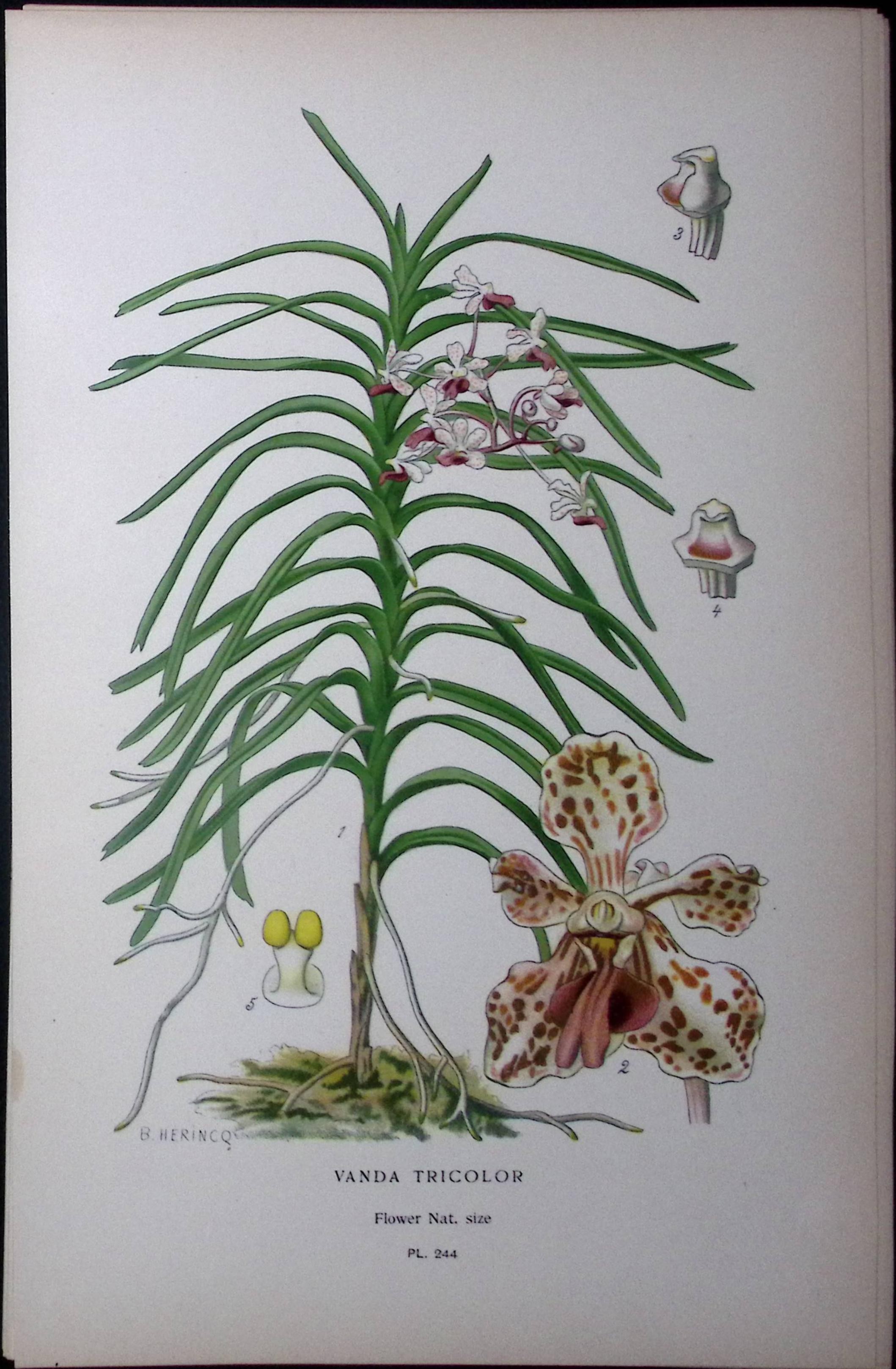 Vana Tricolour Orchid Edward Step Rare Antique Botanical Book Plate-244