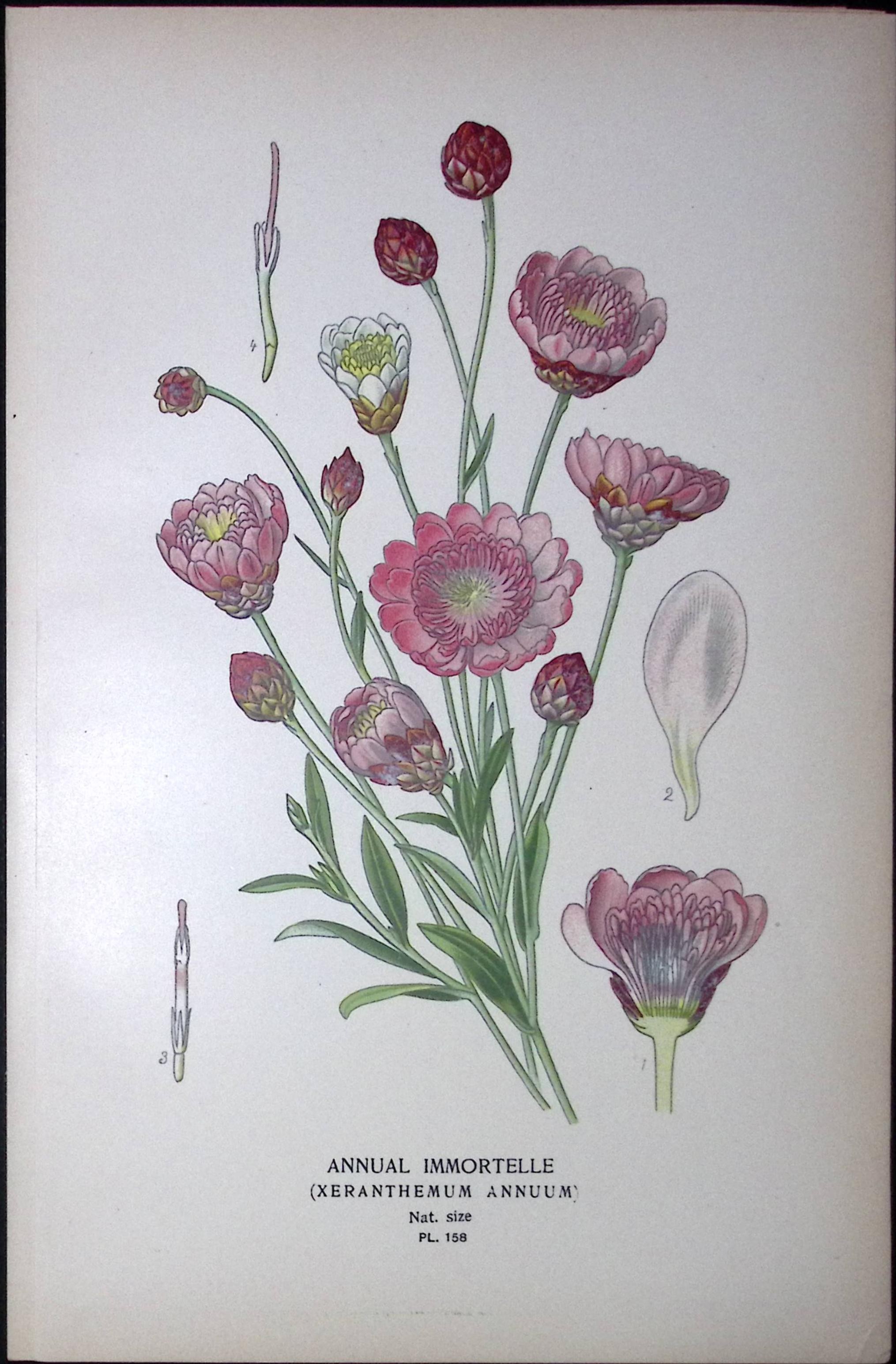 Annual Immortelle Edward Step Rare Antique Botanical Book Plate-158