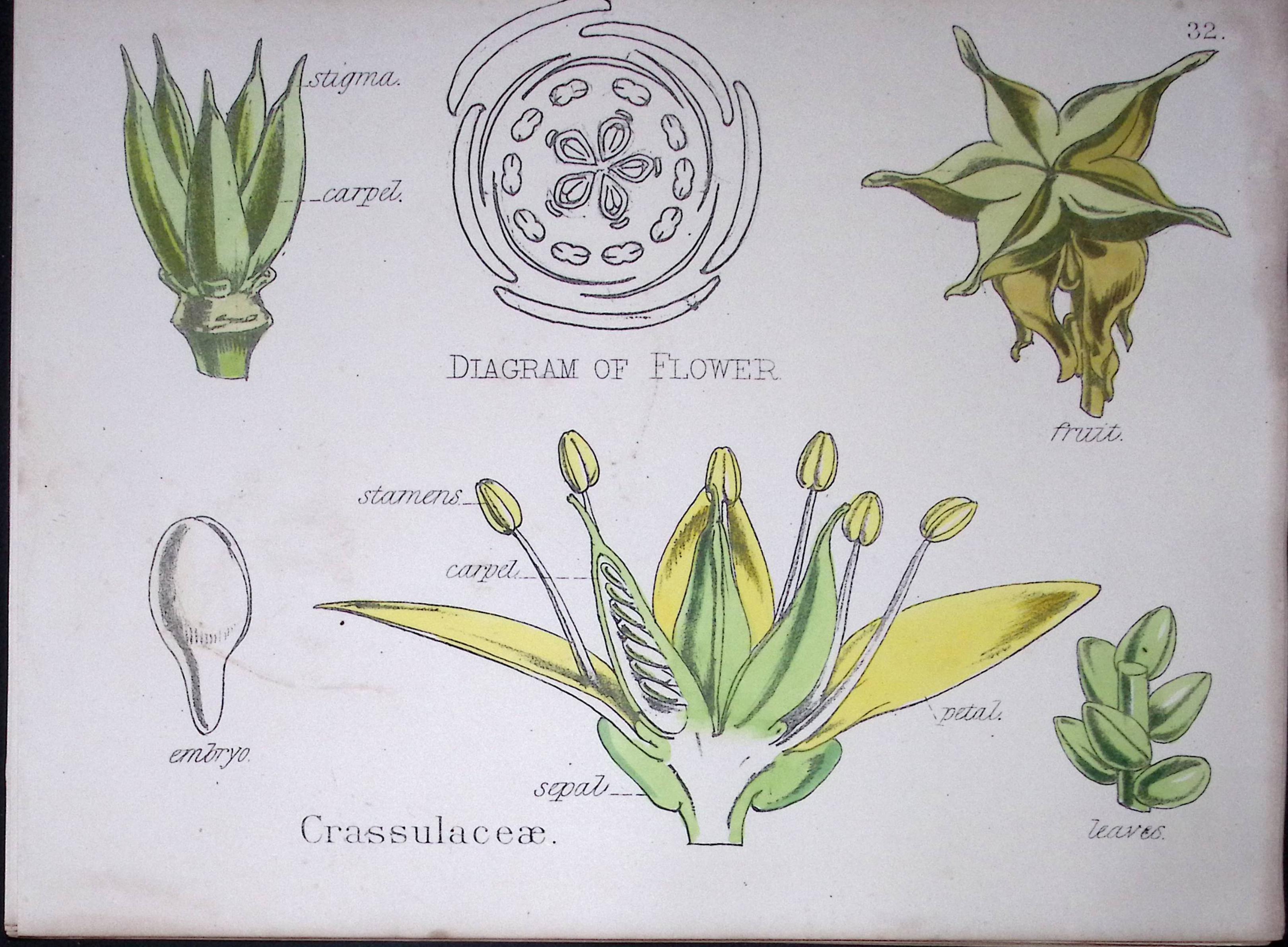 Stonecrop Botanical Flower Diagram Rare Antique First Edition Illustration-32
