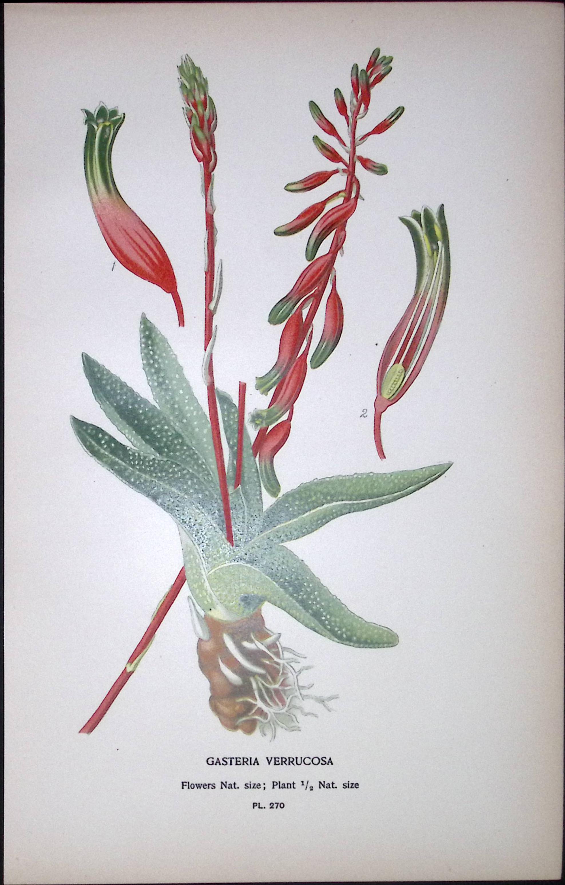 Cow’s Tongue Plant Edward Step Rare Antique Botanical Book Plate-270