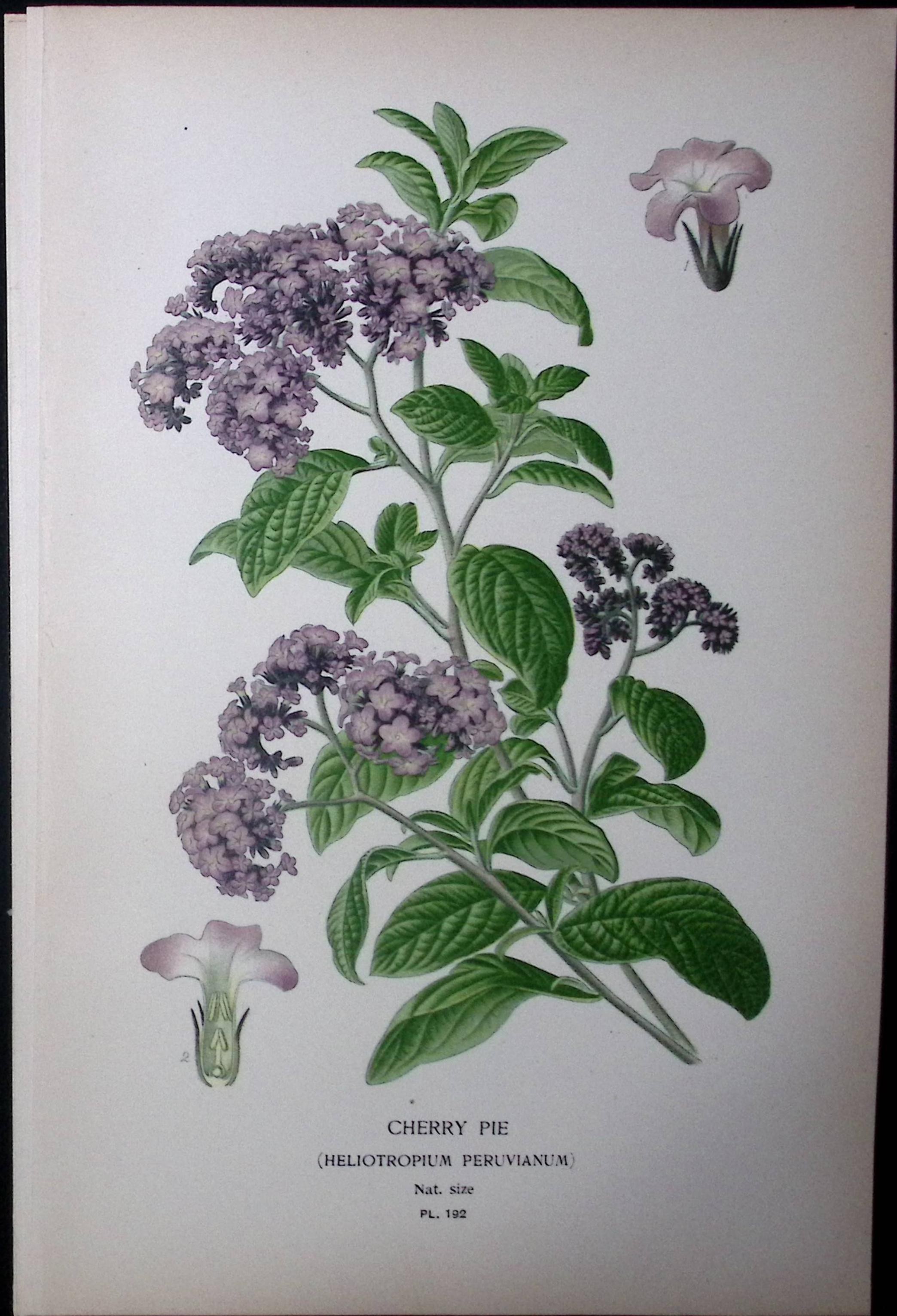 Downy Drumsticks Edward Step Rare Antique Botanical Book Plate-211