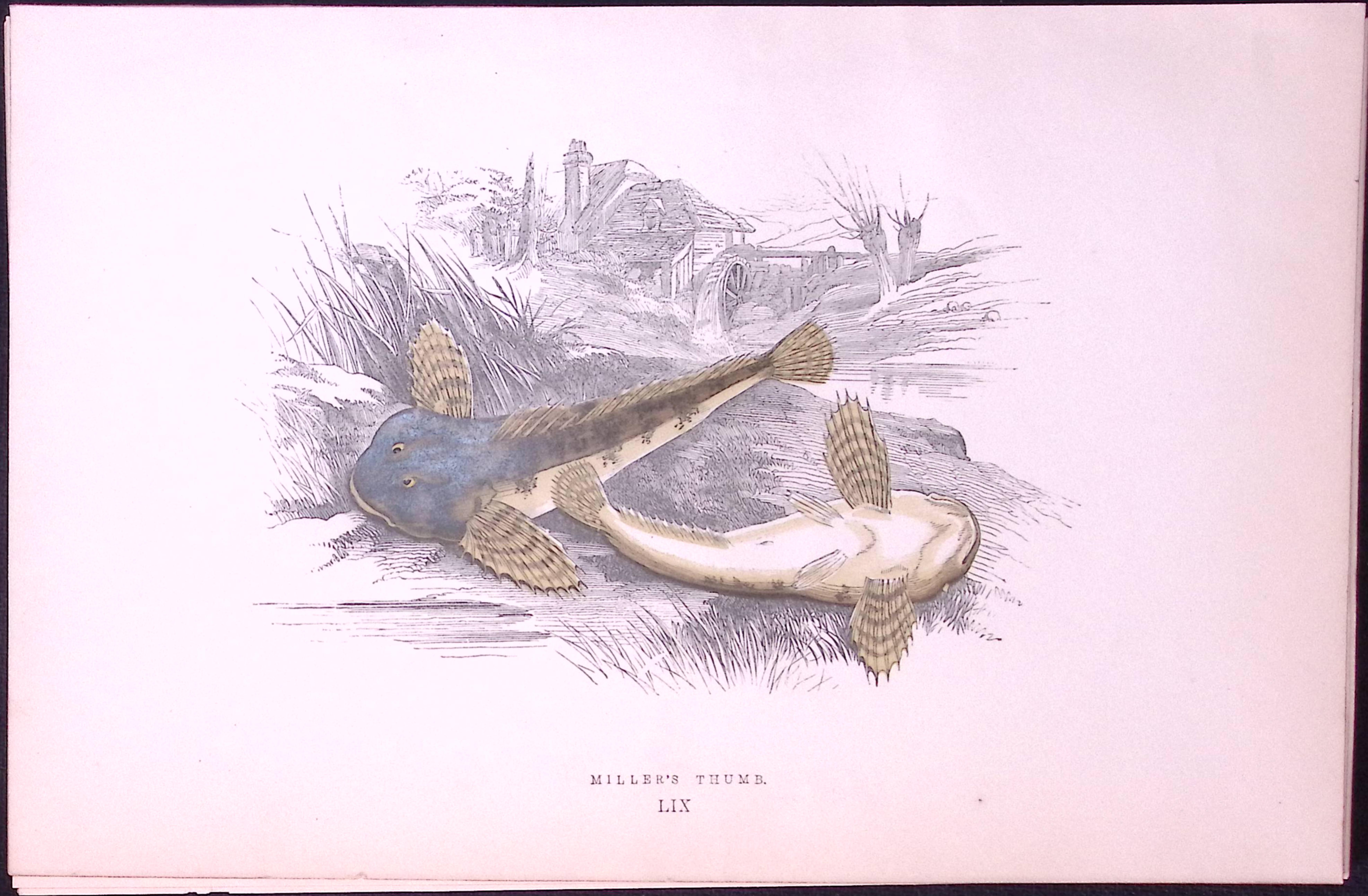 Millers-Thumb Fish Scarce Antique 1877 J. Couch Woodblock Engraving-204