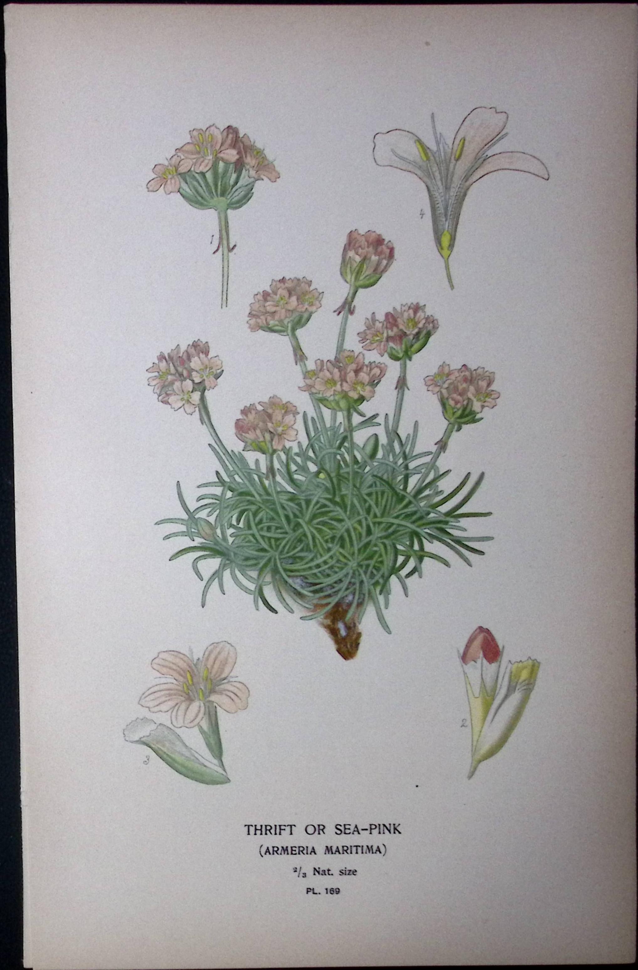 Thrift or Sea-Pink Edward Step Rare Antique Botanical Book Plate-169