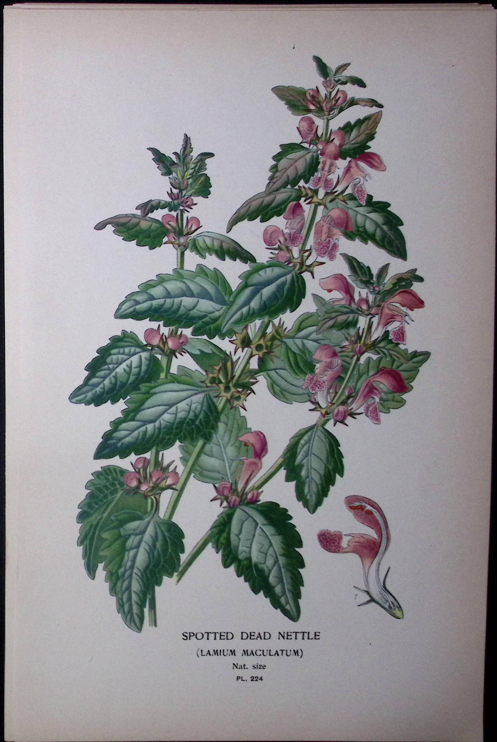Spotted Dead Nettle Edward Step Rare Antique Botanical Book Plate-224