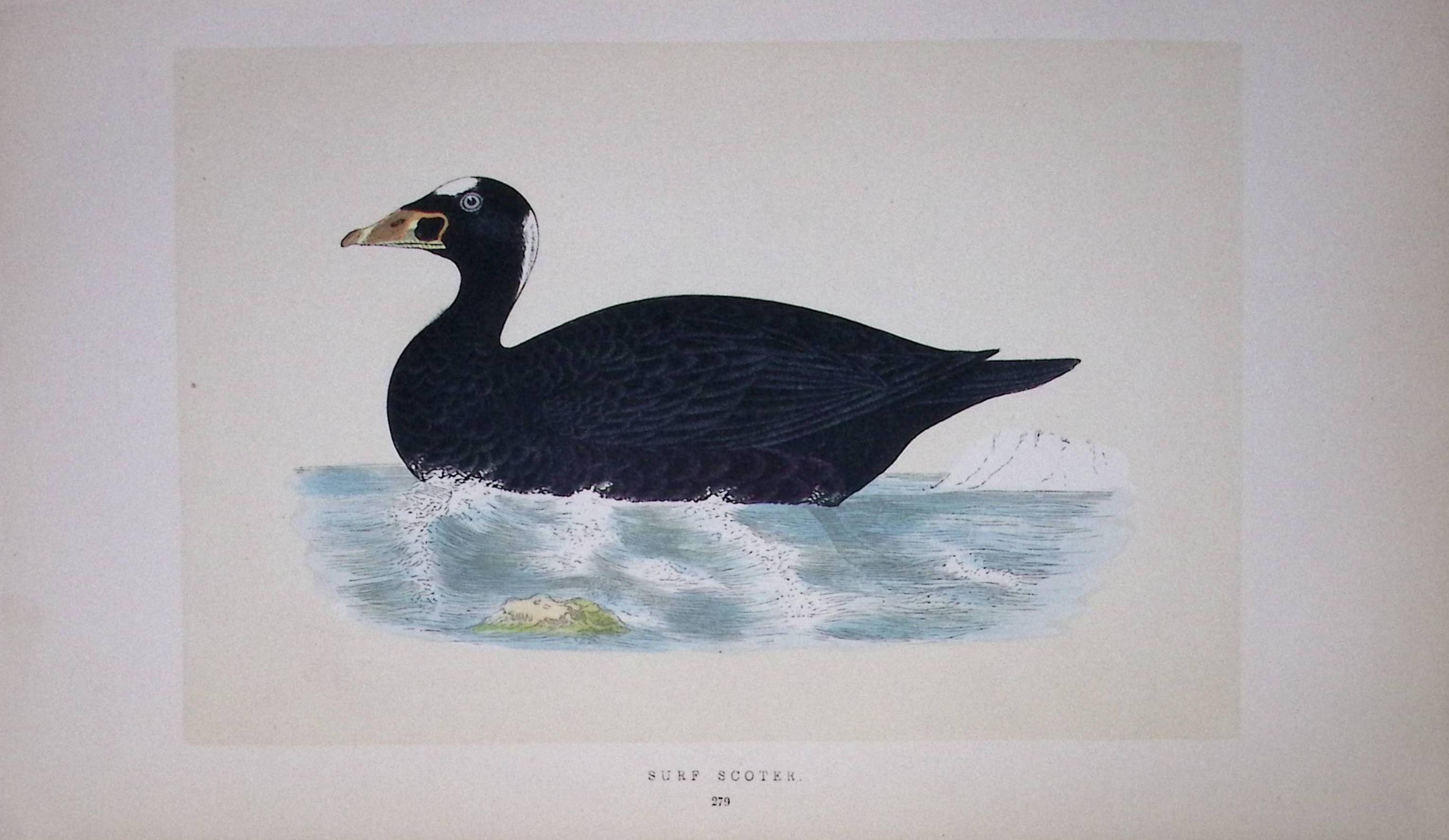 Surf Scoter Bird- Rev Morris First Edition Antique Woodblock Engraving-98