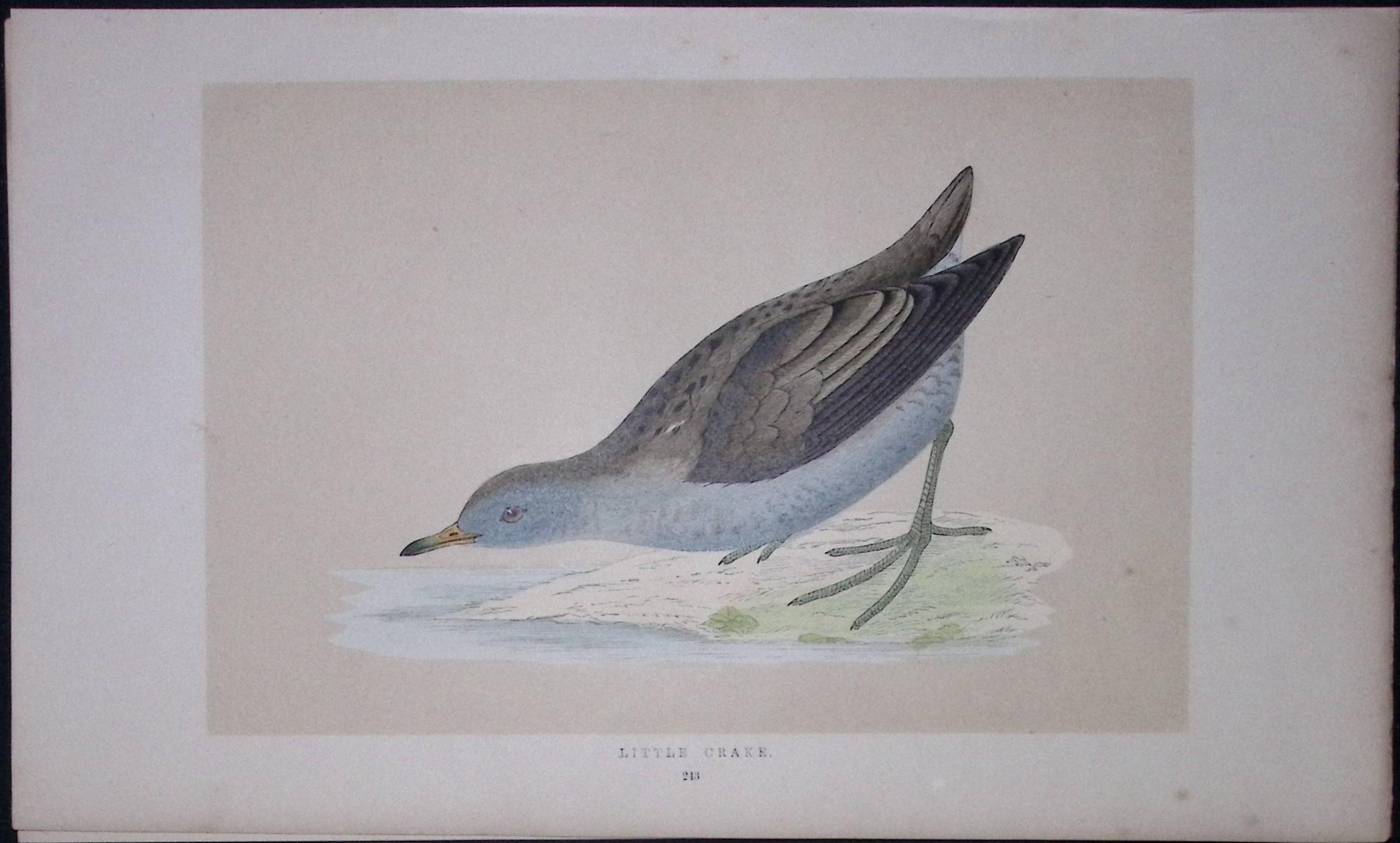 Little Crake Bird- Rev Morris First Edition Antique Woodblock Engraving-62